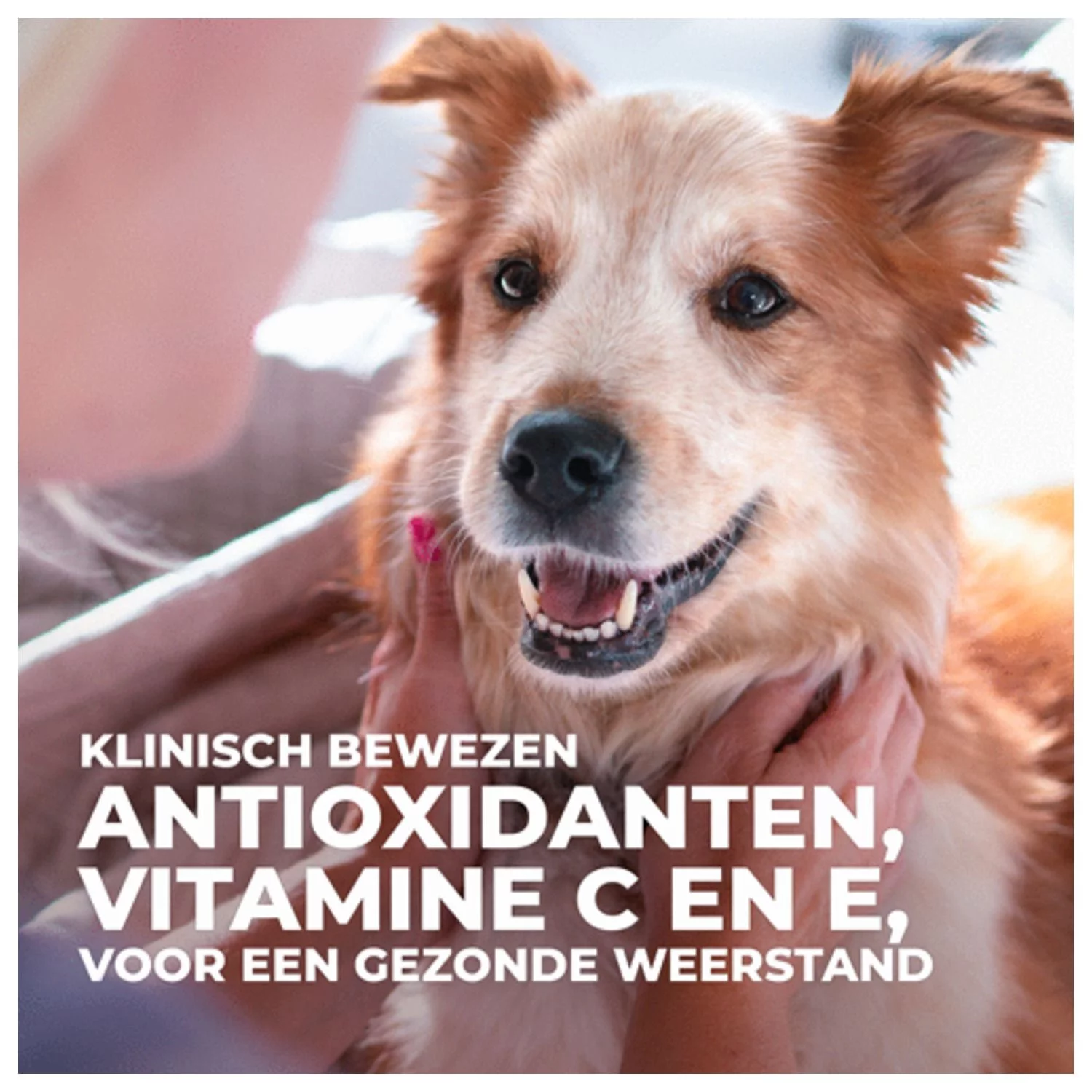 Hill's Canine Adult Healthy Mobility Medium - Hondenvoer - Kip 2.5 Kg 6 Hill's Canine Adult Healthy Mobility Medium - Hondenvoer - Kip 2.5 Kg - Afbeelding 6