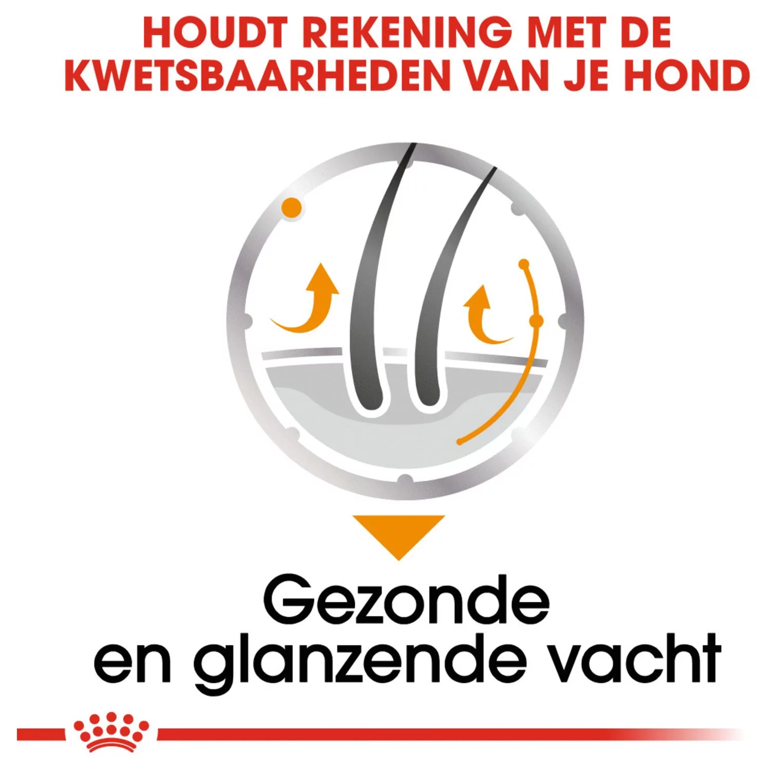 Royal Canin Coat Care Natvoer - Hondenvoer - 12x85 G 4 Royal Canin Coat Care Natvoer - Hondenvoer - 12x85 G - Afbeelding 4