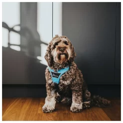 Hunter Harnas Divo Blauw&Grijs - Hondentuig 14 Hunter Harnas Divo Blauw&Grijs - Hondentuig -Dierbenodigdheden-Honden 1086 M 30013772 5