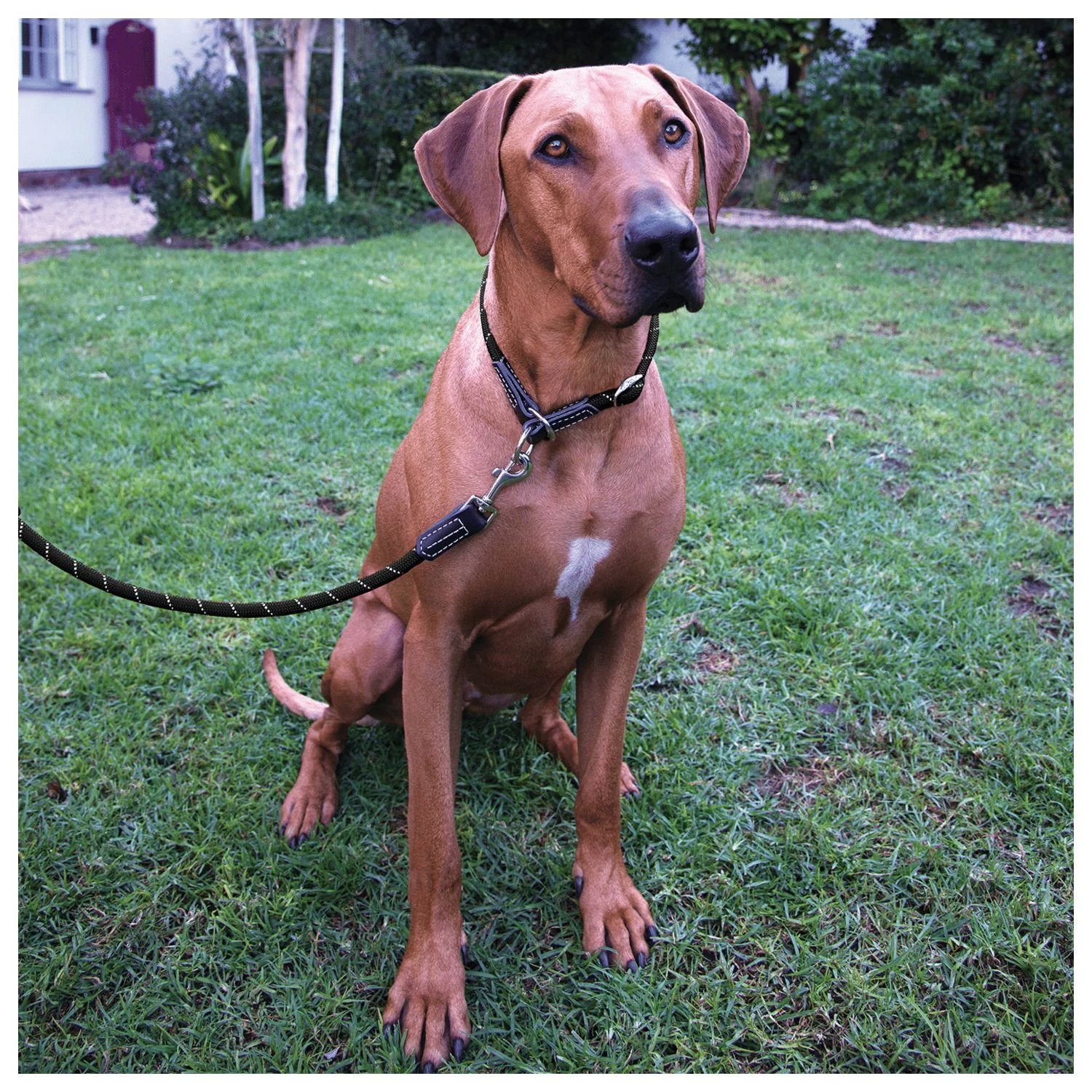 Rogz Rope Sliphalsband Geel - Hondenhalsband 2 Rogz Rope Sliphalsband Geel - Hondenhalsband - Afbeelding 2