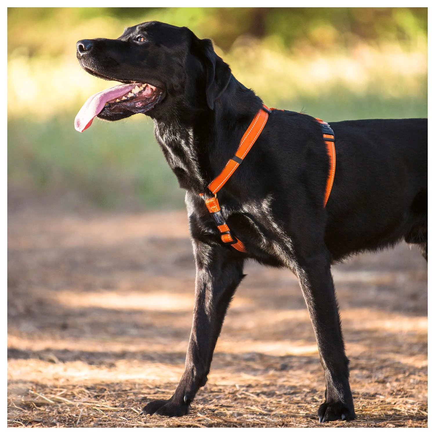 Rogz Utility Tuig Turquoise - Hondenharnas 2 Rogz Utility Tuig Turquoise - Hondenharnas - Afbeelding 2