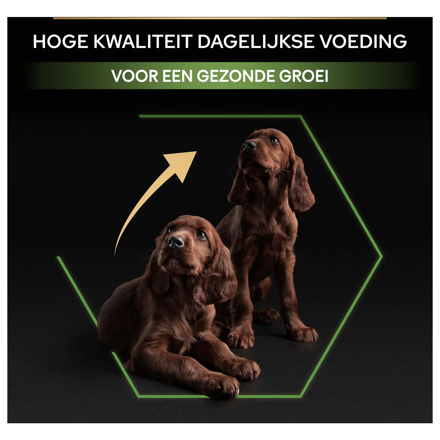 Pro Plan Dog Puppy Large Breed Athletic Kip - Hondenvoer 9 Pro Plan Dog Puppy Large Breed Athletic Kip - Hondenvoer - Afbeelding 9