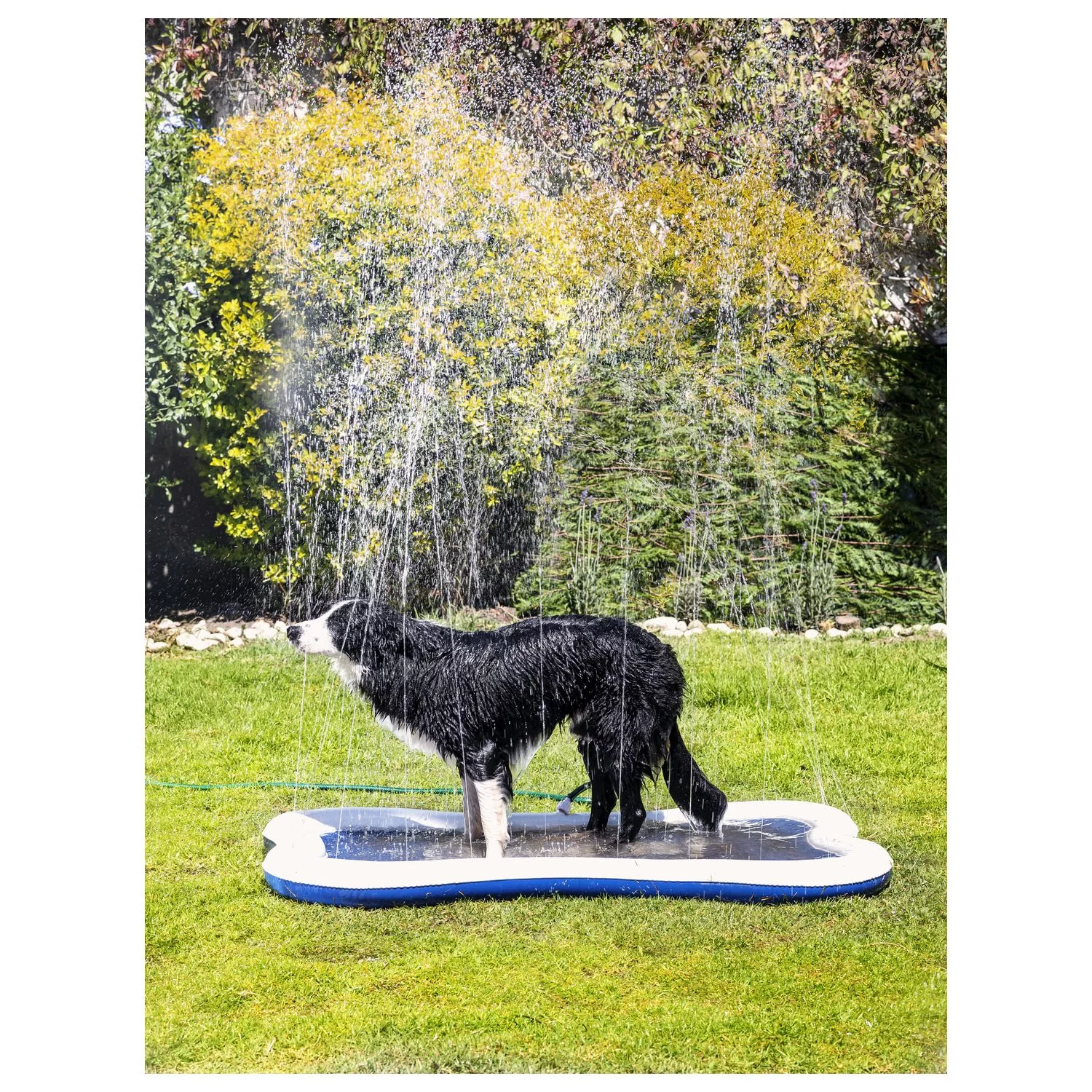 Quapas! Dog Sprinkle Mat - Watermat - 140x90 Cm Blauw Wit 4 Quapas! Dog Sprinkle Mat - Watermat - 140x90 Cm Blauw Wit - Afbeelding 4