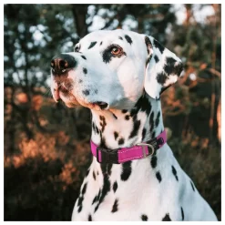 Rogz Utility Halsband Turquoise - Hondenhalsband 6 Rogz Utility Halsband Turquoise - Hondenhalsband -Dierbenodigdheden-Honden 1760 M 10033977 3