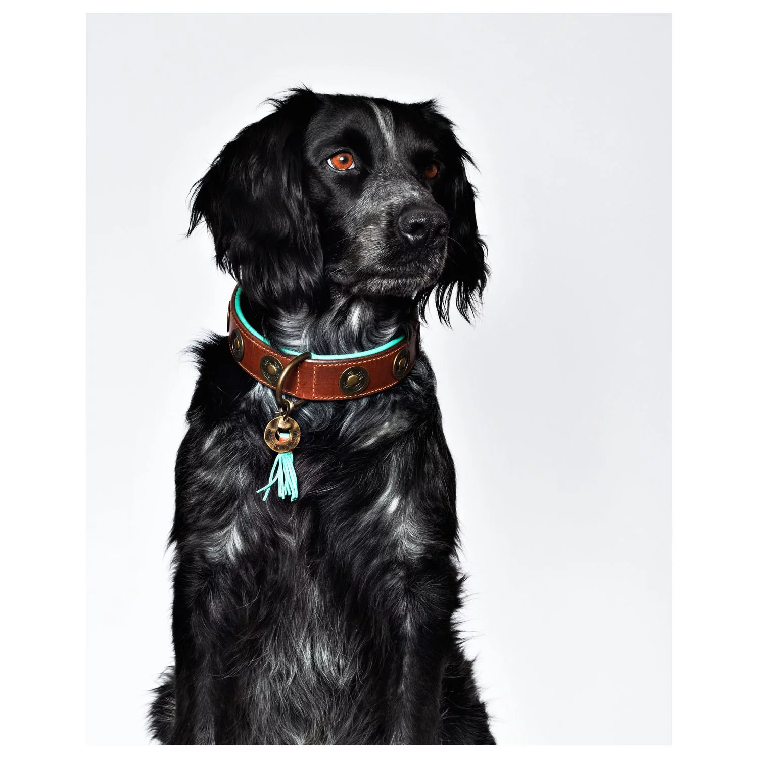 Dwam Halsband Urban Bruin&Turquoise - Hondenhalsband 6 Dwam Halsband Urban Bruin&Turquoise - Hondenhalsband - Afbeelding 6