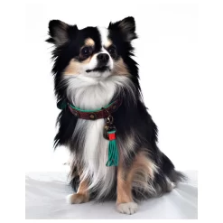 Dwam Halsband Urban Bruin&Turquoise - Hondenhalsband 16 Dwam Halsband Urban Bruin&Turquoise - Hondenhalsband -Dierbenodigdheden-Honden 2051 M 340651 4