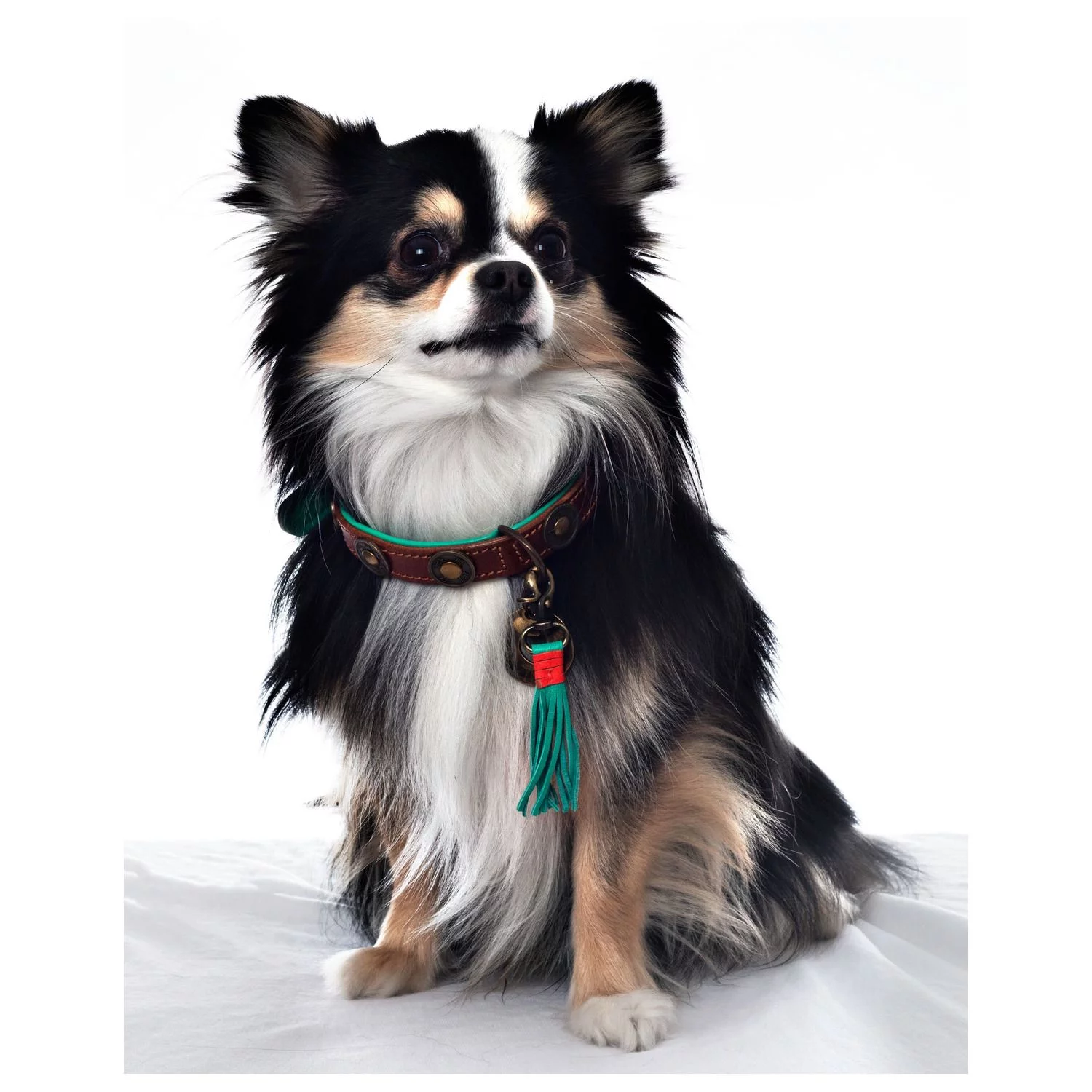 Dwam Halsband Urban Bruin&Turquoise - Hondenhalsband 7 Dwam Halsband Urban Bruin&Turquoise - Hondenhalsband - Afbeelding 7