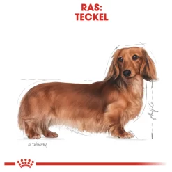 Royal Canin Dachshund Adult - Hondenvoer -Dierbenodigdheden-Honden 2462 M 120675 5