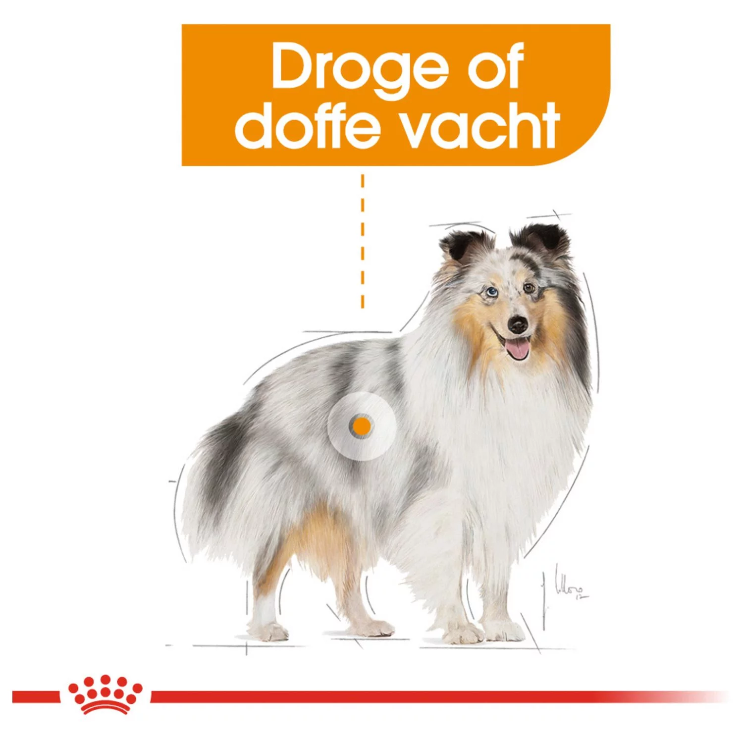 Royal Canin Coat Care Natvoer - Hondenvoer - 12x85 G 2 Royal Canin Coat Care Natvoer - Hondenvoer - 12x85 G - Afbeelding 2