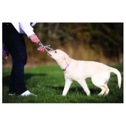 Chuckit! Chuckit Ultra Toss Oranje&Blauw&Wit - Hondenspeelgoed -Dierbenodigdheden-Honden 3057 M 30012537 3