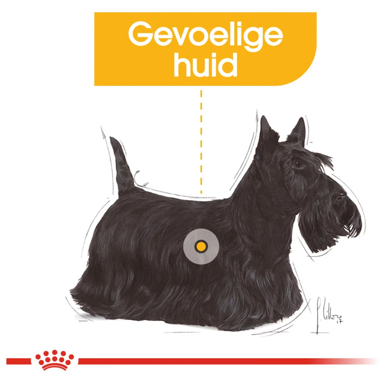 Royal Canin Dermacomfort Natvoer - Hondenvoer - 12x85 G 2 Royal Canin Dermacomfort Natvoer - Hondenvoer - 12x85 G - Afbeelding 2