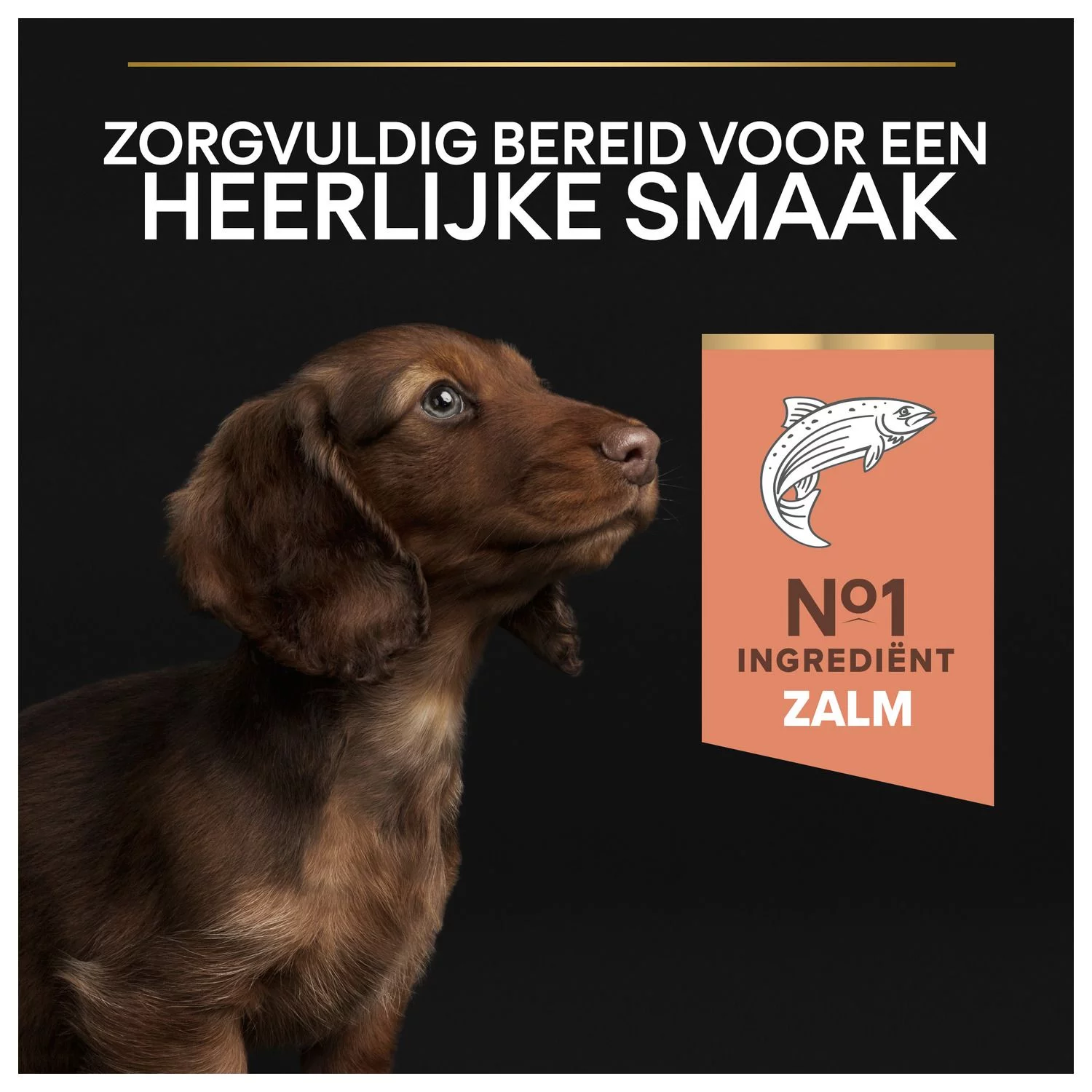 Pro Plan Dog Puppy Small & Mini Breed Sensitive Skin - Hondenvoer - Zalm 3 Kg 8 Pro Plan Dog Puppy Small & Mini Breed Sensitive Skin - Hondenvoer - Zalm 3 Kg - Afbeelding 8
