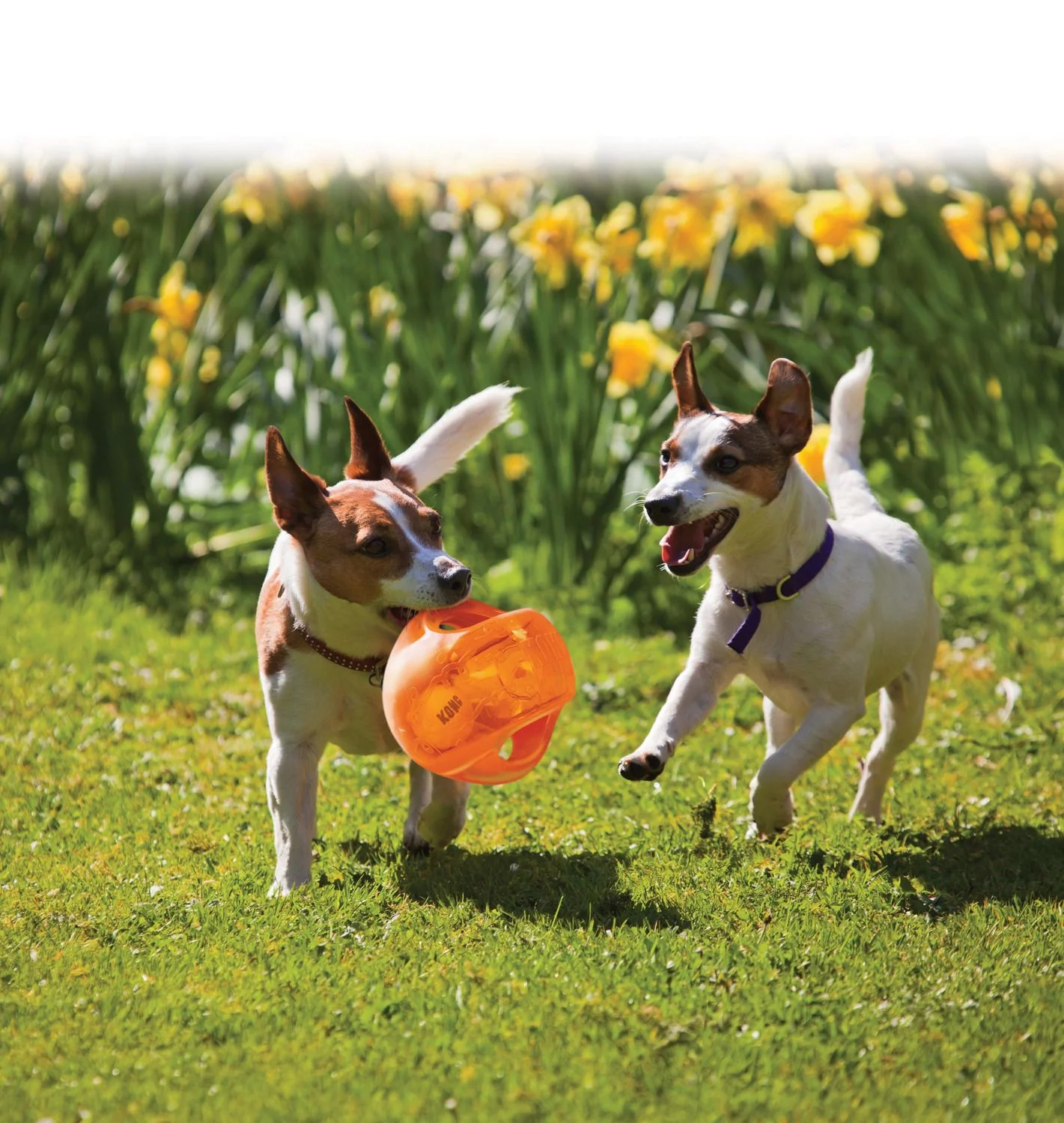 Kong Jumbler Ball Assorti - Hondenspeelgoed 5 Kong Jumbler Ball Assorti - Hondenspeelgoed - Afbeelding 5