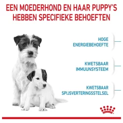 Royal Canin Mini Starter Mother & Babydog - Puppy-Hondenvoer 17 Royal Canin Mini Starter Mother & Babydog - Puppy-Hondenvoer -Dierbenodigdheden-Honden 3182550932707 3