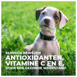 Hill's Canine Puppy Medium - Hondenvoer -Dierbenodigdheden-Honden 3356 M 10048867 5