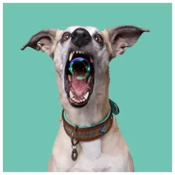 Dwam Halsband Indi Moon Goud&Turquoise - Hondenhalsband -Dierbenodigdheden-Honden 3409 M 30002461 4