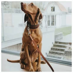 Hunter Verstelbare Looplijn Leder Cognac - Hondenriem 7 Hunter Verstelbare Looplijn Leder Cognac - Hondenriem -Dierbenodigdheden-Honden 3448 M 30013690 4