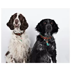 Dwam Halsband Urban Bruin&Turquoise - Hondenhalsband 19 Dwam Halsband Urban Bruin&Turquoise - Hondenhalsband -Dierbenodigdheden-Honden 3534 M 340651 5.0