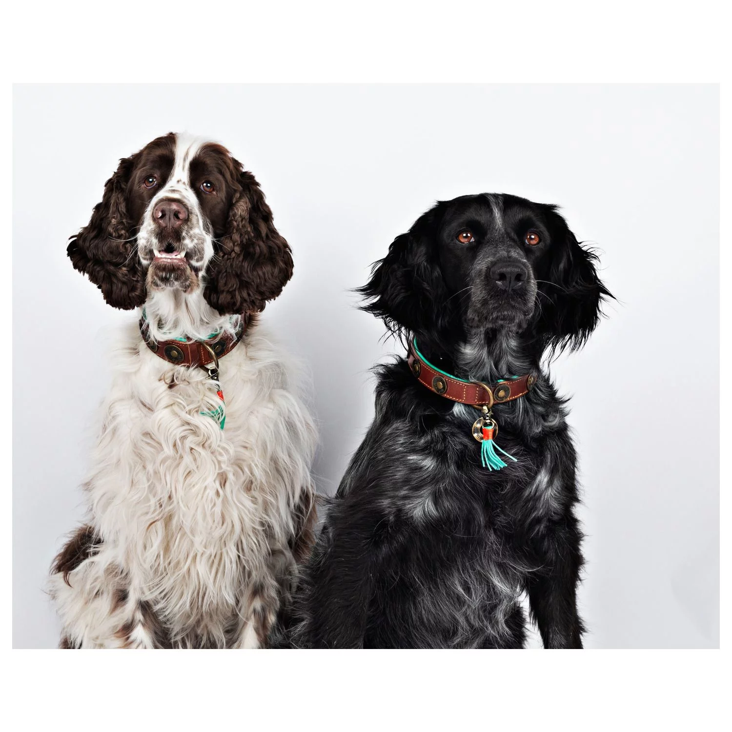 Dwam Halsband Urban Bruin&Turquoise - Hondenhalsband 10 Dwam Halsband Urban Bruin&Turquoise - Hondenhalsband - Afbeelding 10