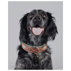 Dwam Halsband Joplin Bruin&Turquoise&Oranje - Hondenhalsband -Dierbenodigdheden-Honden 3636 M 10027972 3