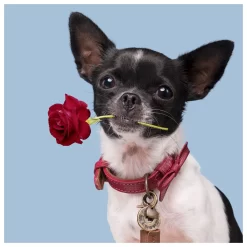 Dwam Halsband Bonnie Bordeaux - Hondenhalsband -Dierbenodigdheden-Honden 3830 M 30019152 3