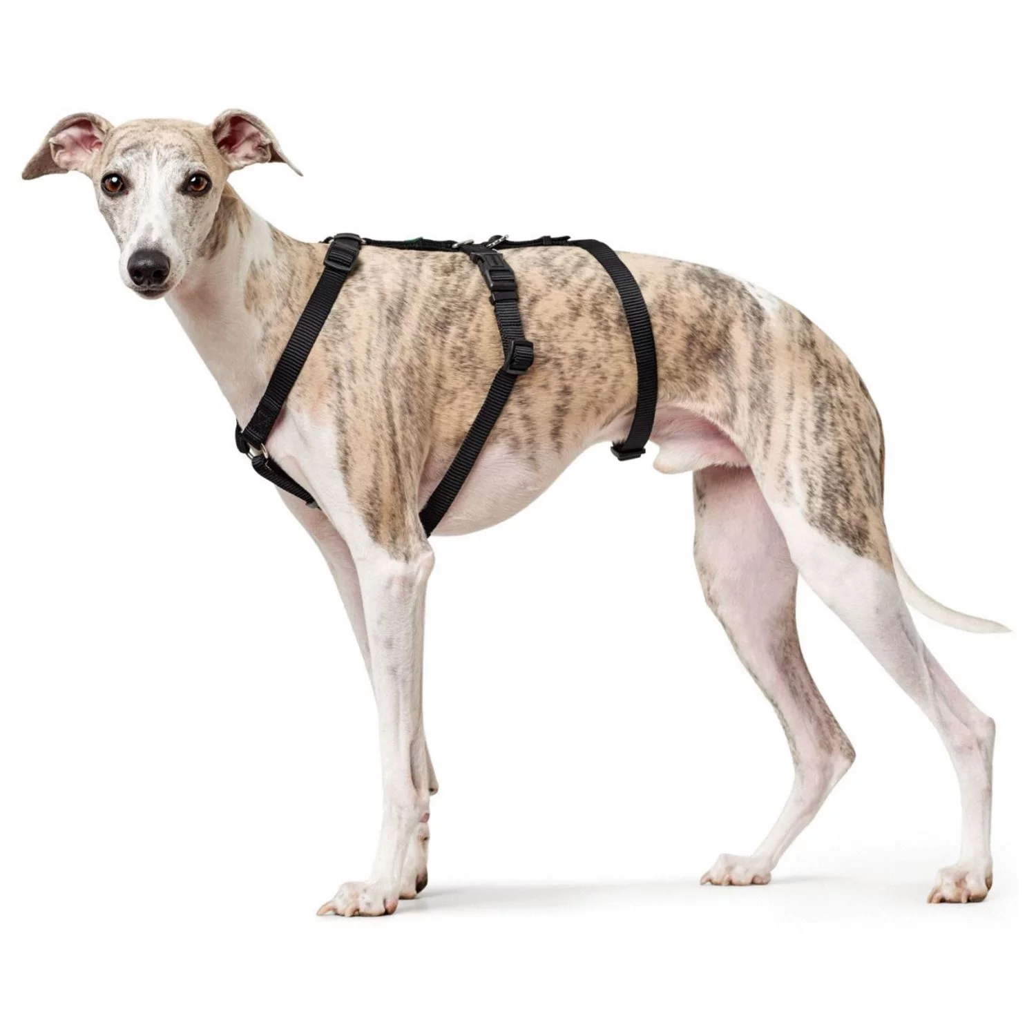 Hunter Veiligheidstuig Vario Rapid Zwart - Hondenharnas 2 Hunter Veiligheidstuig Vario Rapid Zwart - Hondenharnas - Afbeelding 2