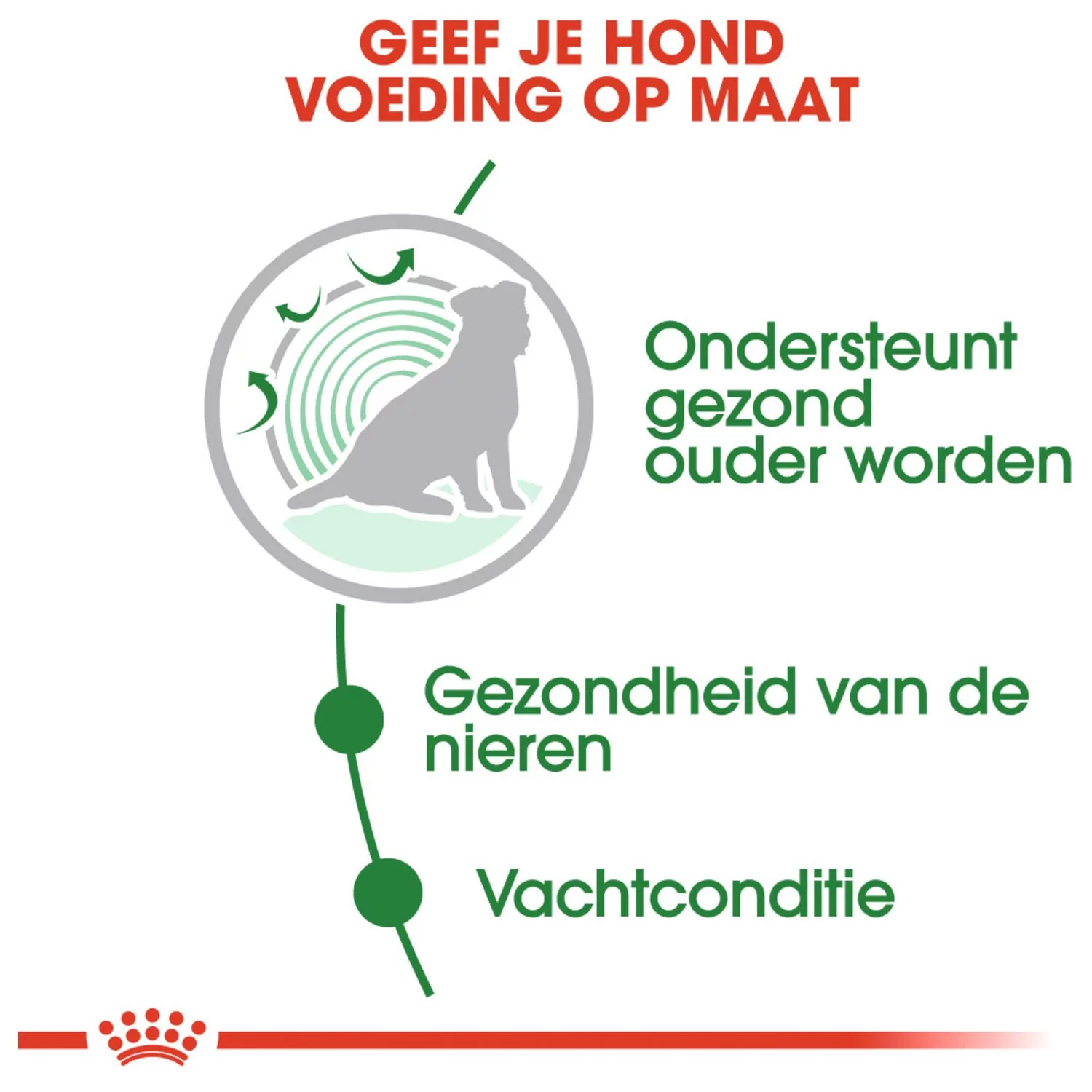 Royal Canin Mini Ageing 12+ Natvoer - Hondenvoer - 12x85 G 2 Royal Canin Mini Ageing 12+ Natvoer - Hondenvoer - 12x85 G - Afbeelding 2