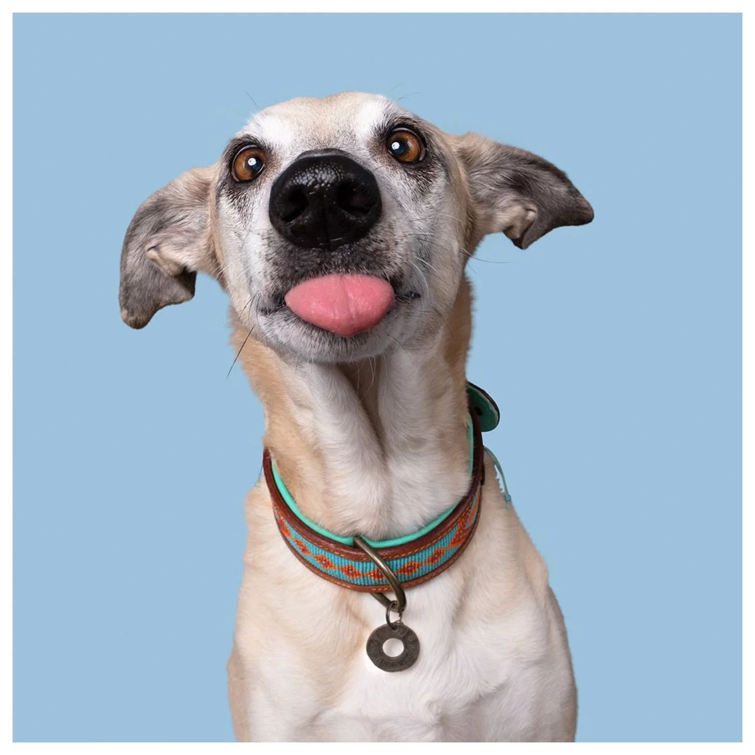 Dwam Halsband Paddy Lee Turquoise - Hondenhalsband 3 Dwam Halsband Paddy Lee Turquoise - Hondenhalsband - Afbeelding 3