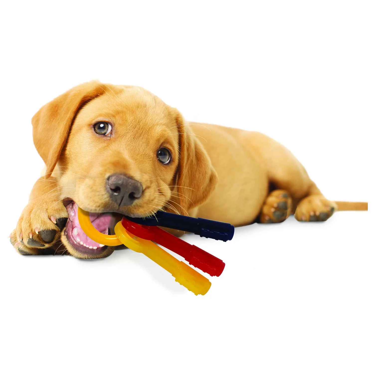 Nylabone Puppy Teething Key Flexible Geel&Blauw&Rood - Hondenspeelgoed 2 Nylabone Puppy Teething Key Flexible Geel&Blauw&Rood - Hondenspeelgoed - Afbeelding 2