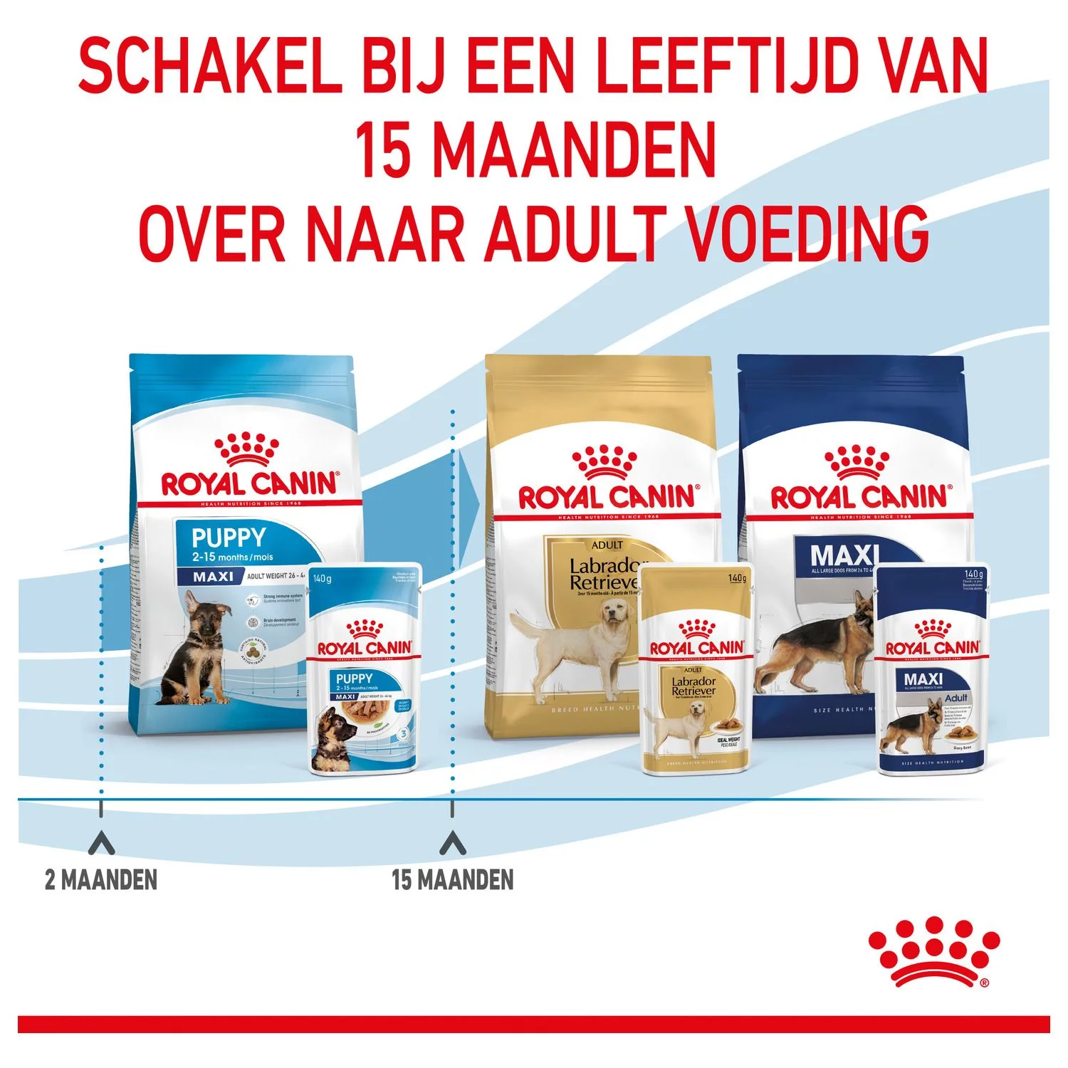 Royal Canin Maxi Natvoer - Puppy-Hondenvoer - 10x140 G 8 Royal Canin Maxi Natvoer - Puppy-Hondenvoer - 10x140 G - Afbeelding 8
