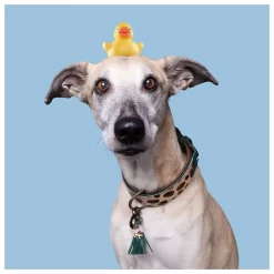 Dwam Halsband Ivy Groen - Hondenhalsband -Dierbenodigdheden-Honden 5445 M 30019175 3