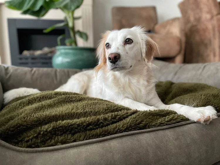 Maxxnobel Orthopedische Sofa Lederlook/Teddy Olijfgroen - Hondenbank 10 Maxxnobel Orthopedische Sofa Lederlook/Teddy Olijfgroen - Hondenbank - Afbeelding 10