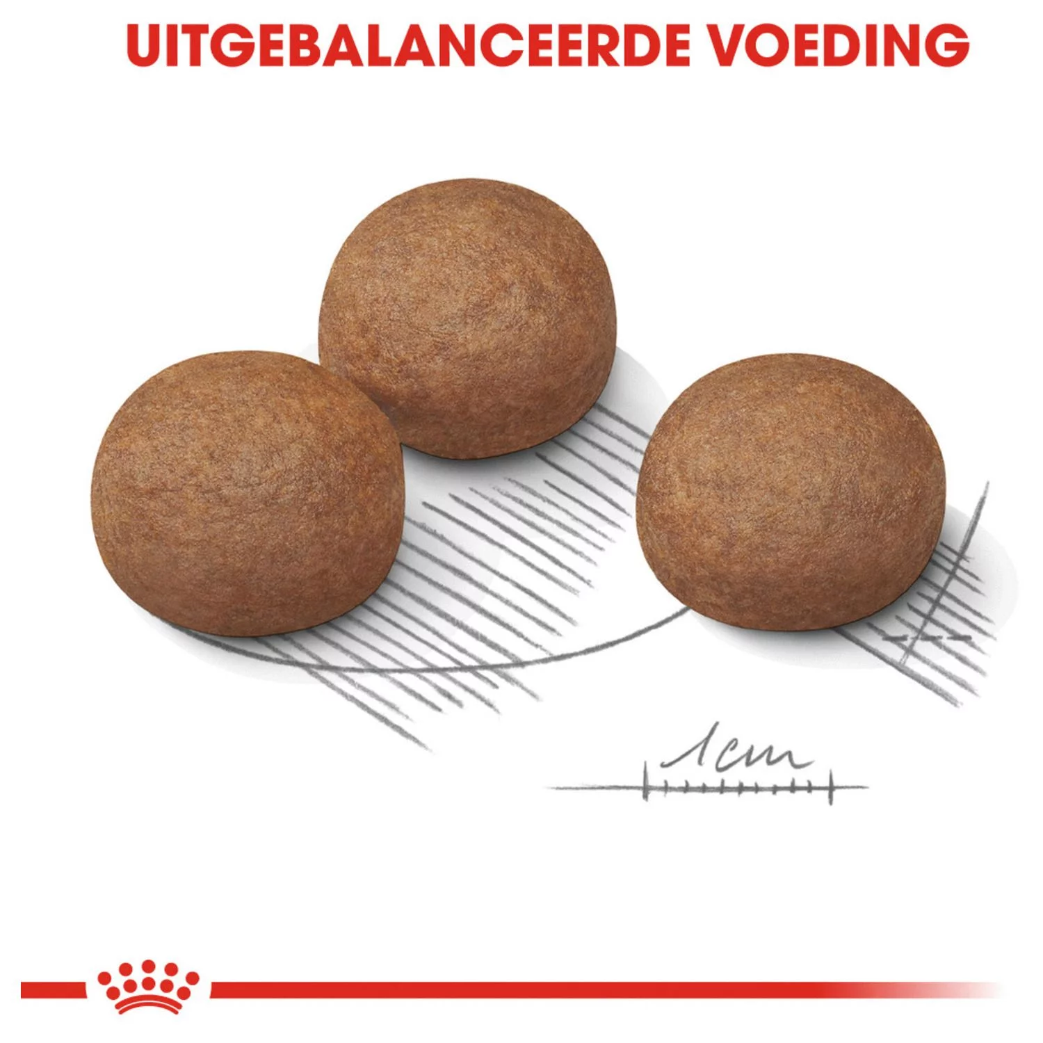 Royal Canin Digestive Care Maxi - Hondenvoer 3 Royal Canin Digestive Care Maxi - Hondenvoer - Afbeelding 3