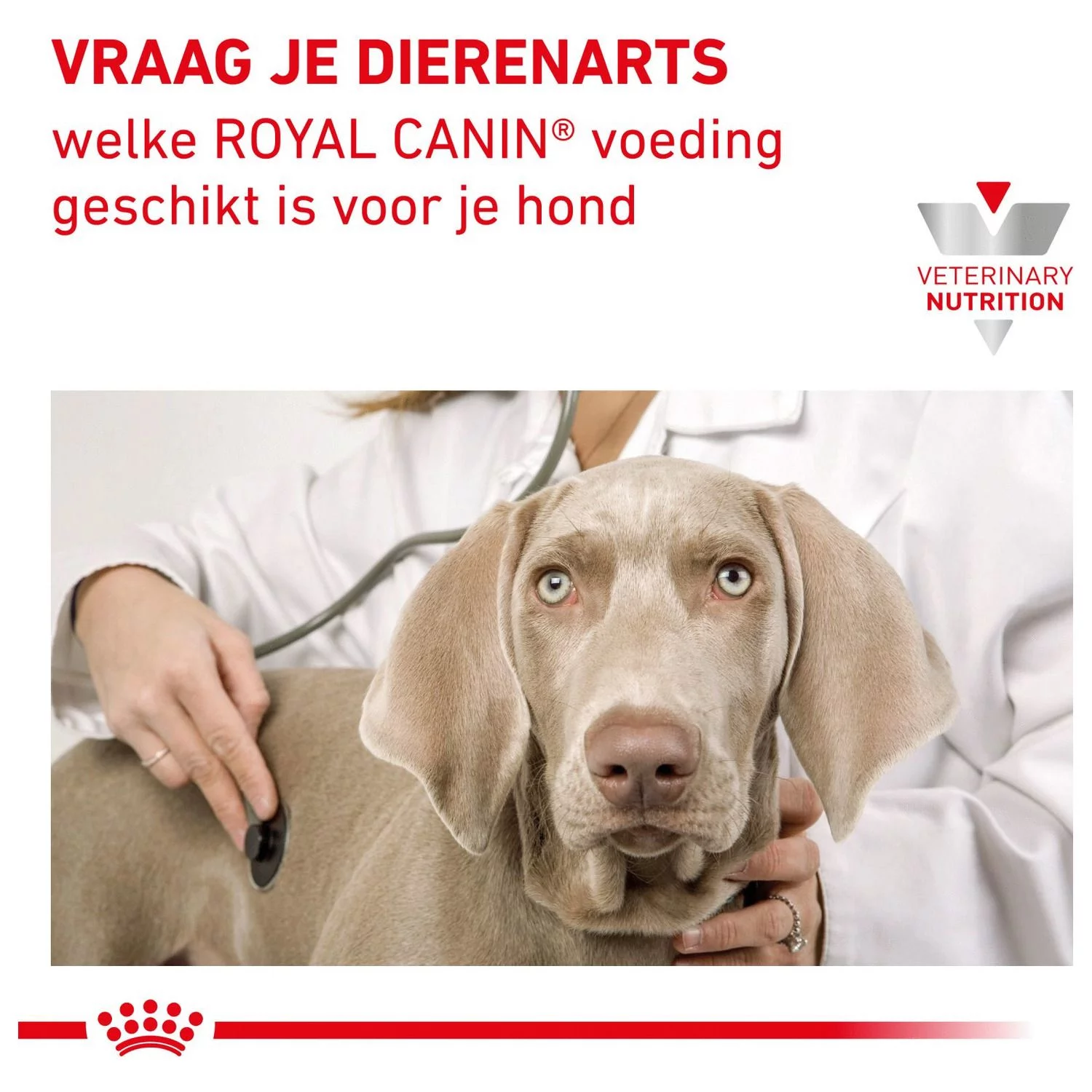 Royal Canin Veterinary Diet Dog Renal - Hondenvoer - 14 Kg 7 Royal Canin Veterinary Diet Dog Renal - Hondenvoer - 14 Kg - Afbeelding 7