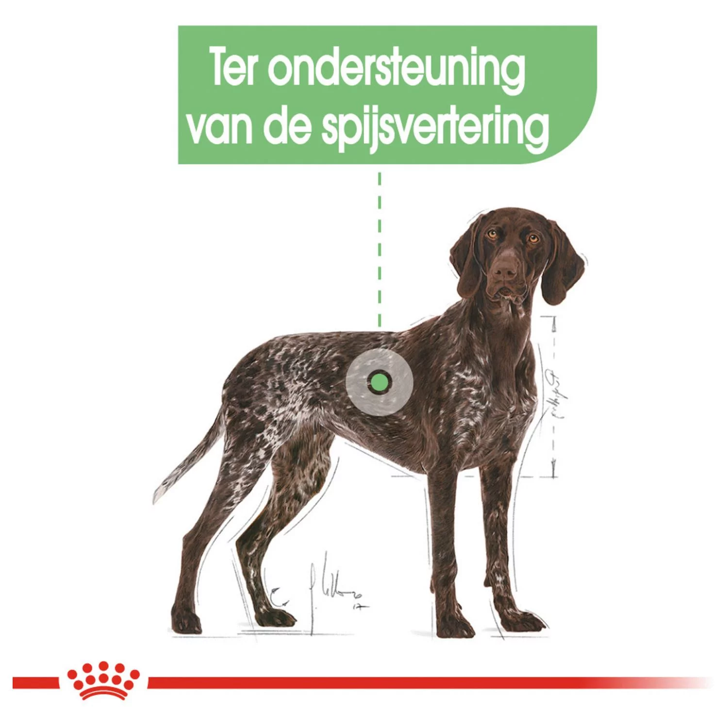Royal Canin Digestive Care Maxi - Hondenvoer 5 Royal Canin Digestive Care Maxi - Hondenvoer - Afbeelding 5