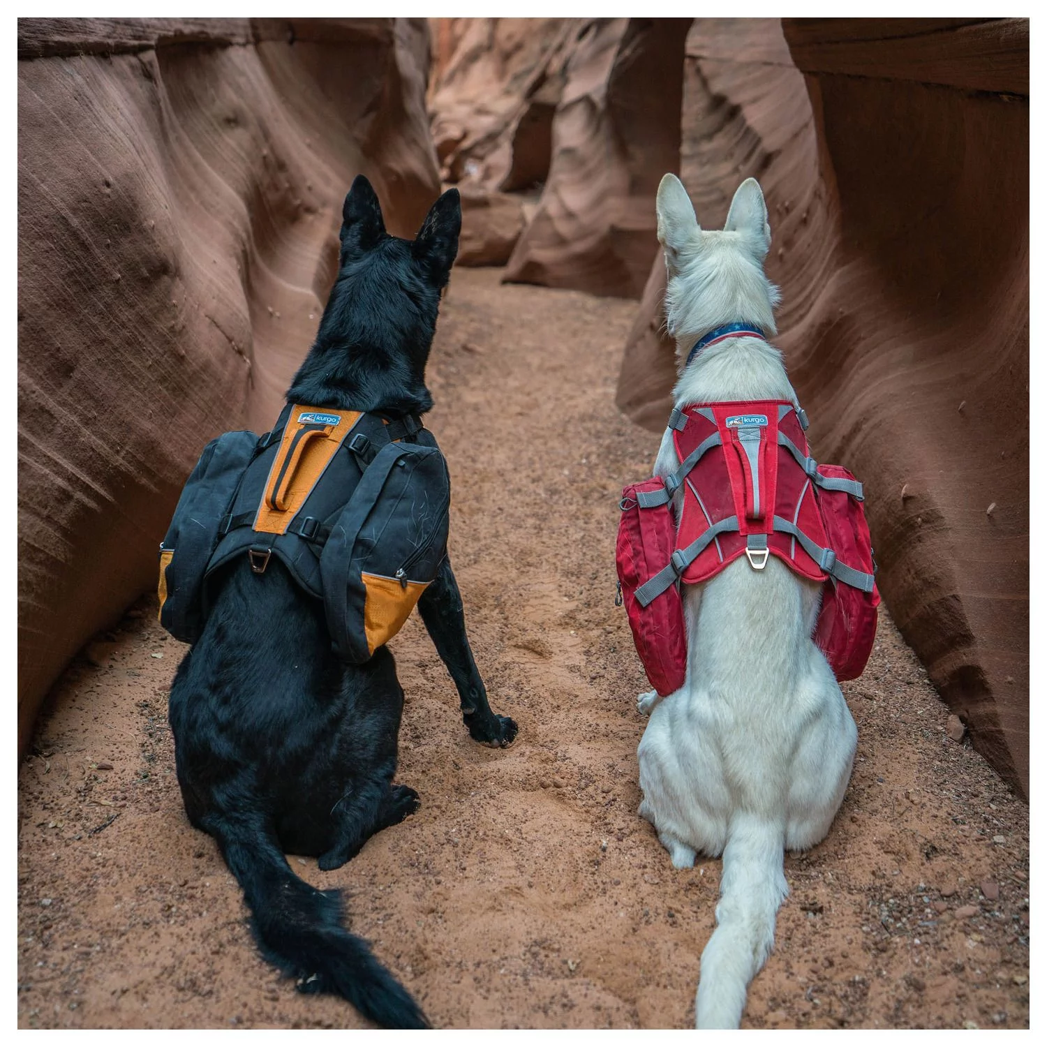 Kurgo Baxter Hondenrugzak - Hondendraagzak - Rood 13.5 Tot 38.5 Kg 8 Kurgo Baxter Hondenrugzak - Hondendraagzak - Rood 13.5 Tot 38.5 Kg - Afbeelding 8