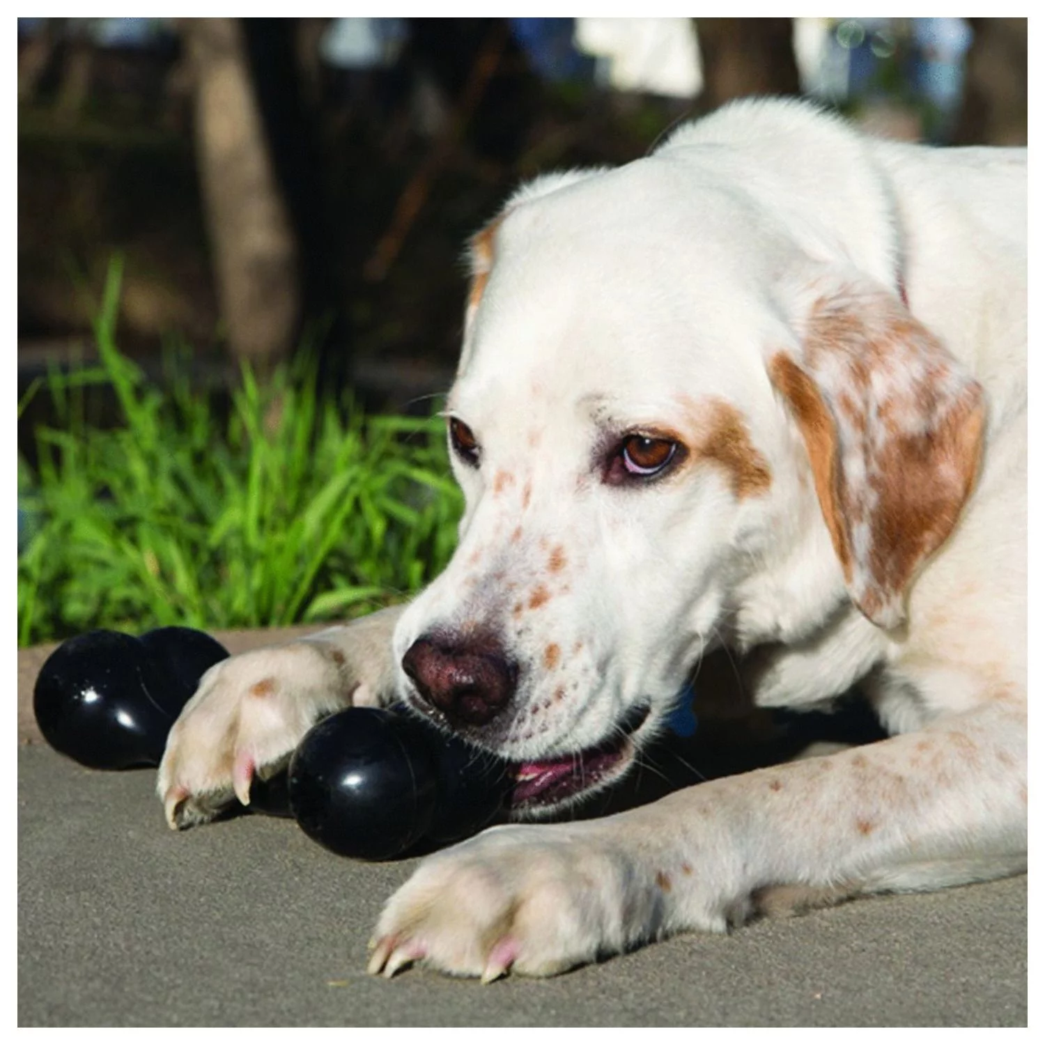 Kong Extreme Goodie Bone - Hondenspeelgoed - 18 Cm Zwart 3 Kong Extreme Goodie Bone - Hondenspeelgoed - 18 Cm Zwart - Afbeelding 3