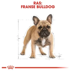 Royal Canin French Bulldog Adult - Hondenvoer -Dierbenodigdheden-Honden 6351 M 140551 5