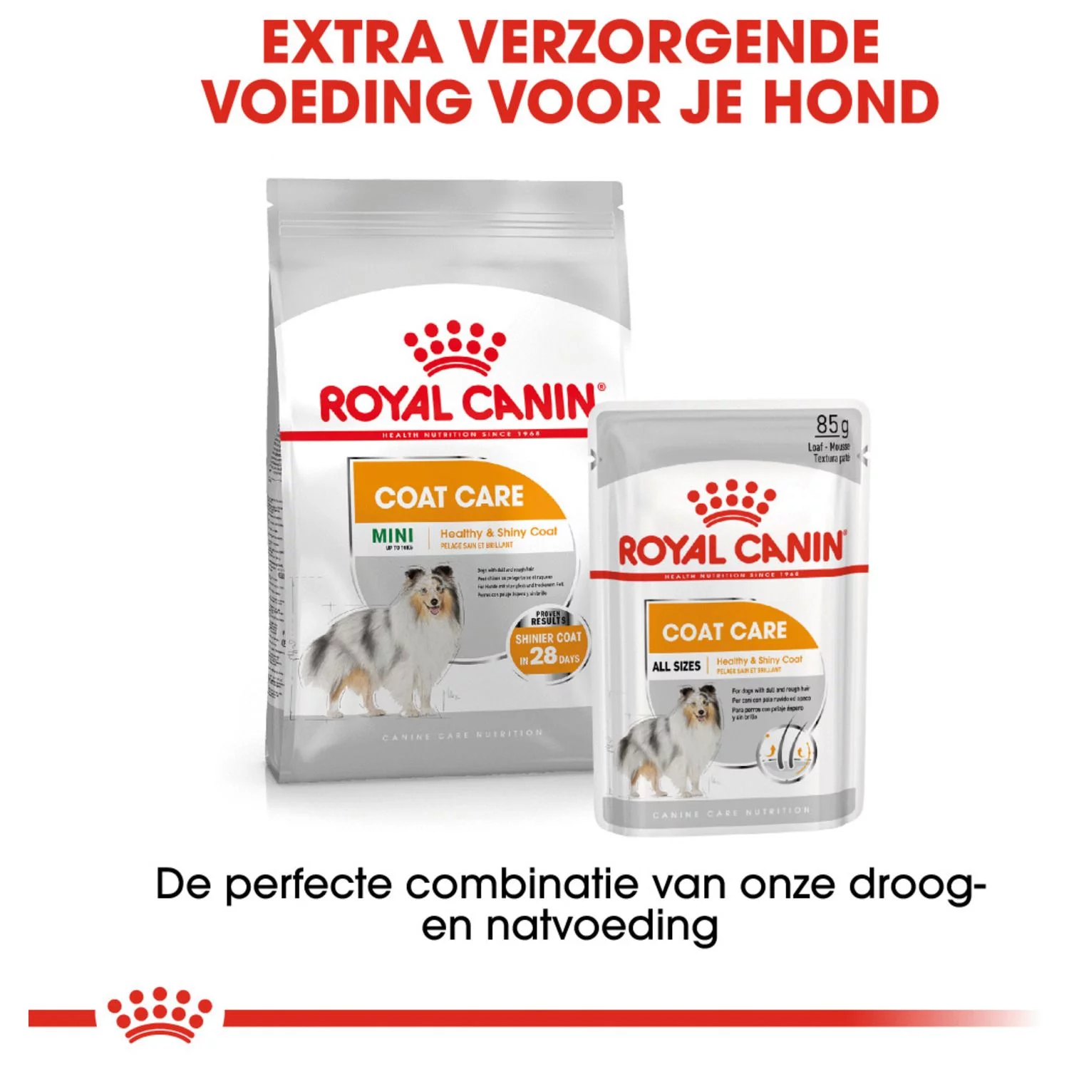 Royal Canin Coat Care Natvoer - Hondenvoer - 12x85 G 5 Royal Canin Coat Care Natvoer - Hondenvoer - 12x85 G - Afbeelding 5