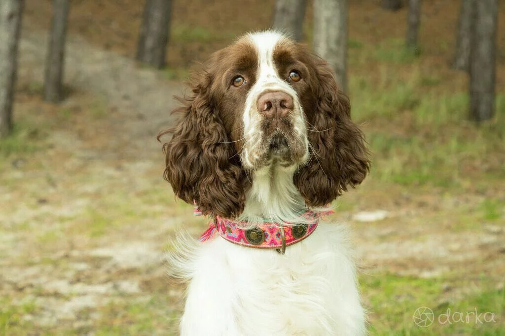 Dwam Halsband Boho Rosa Roze&Turquoise - Hondenhalsband 3 Dwam Halsband Boho Rosa Roze&Turquoise - Hondenhalsband - Afbeelding 3