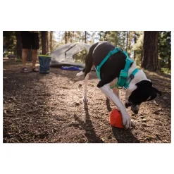 Ruffwear Front Range Collar Aurora Teal Teal - Hondenhalsband 13 Ruffwear Front Range Collar Aurora Teal Teal - Hondenhalsband -Dierbenodigdheden-Honden 6715 M 30019003 6