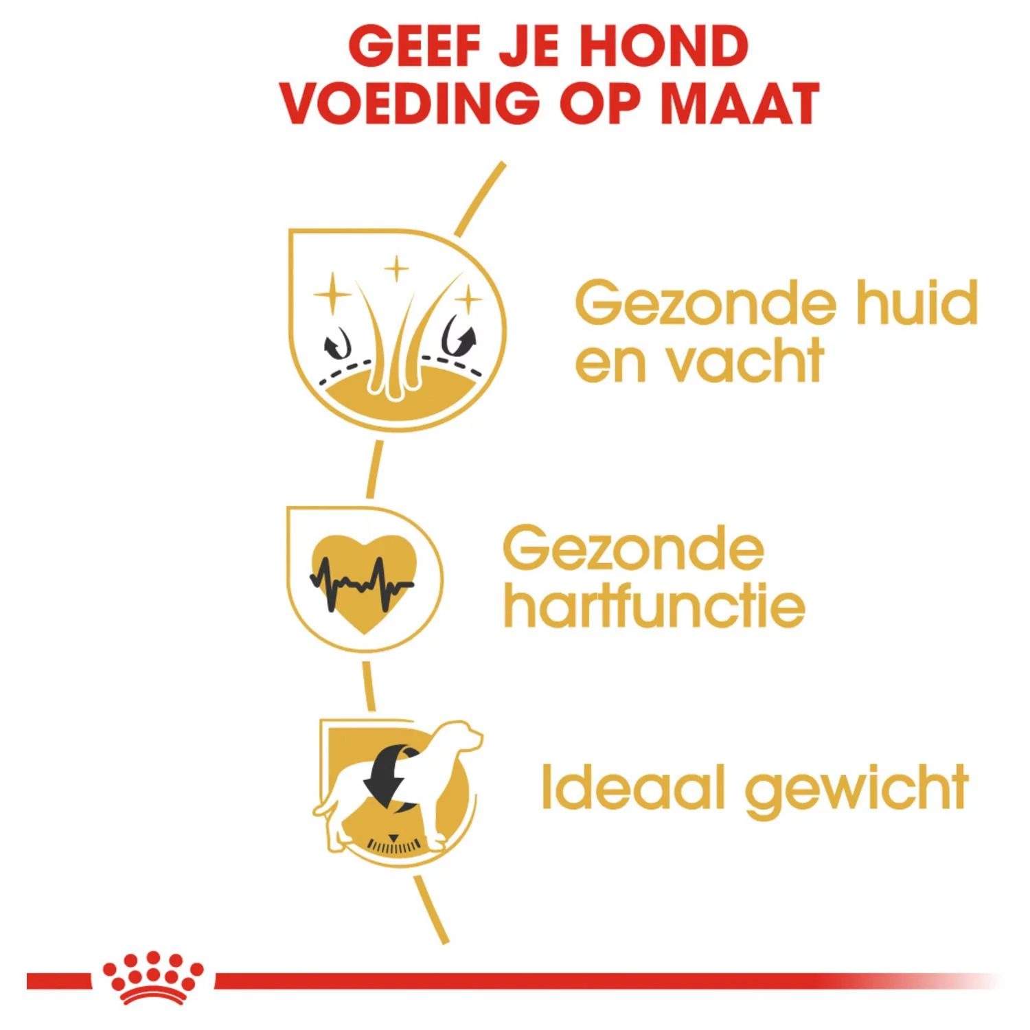 Royal Canin Golden Retriever Adult - Hondenvoer 4 Royal Canin Golden Retriever Adult - Hondenvoer - Afbeelding 4