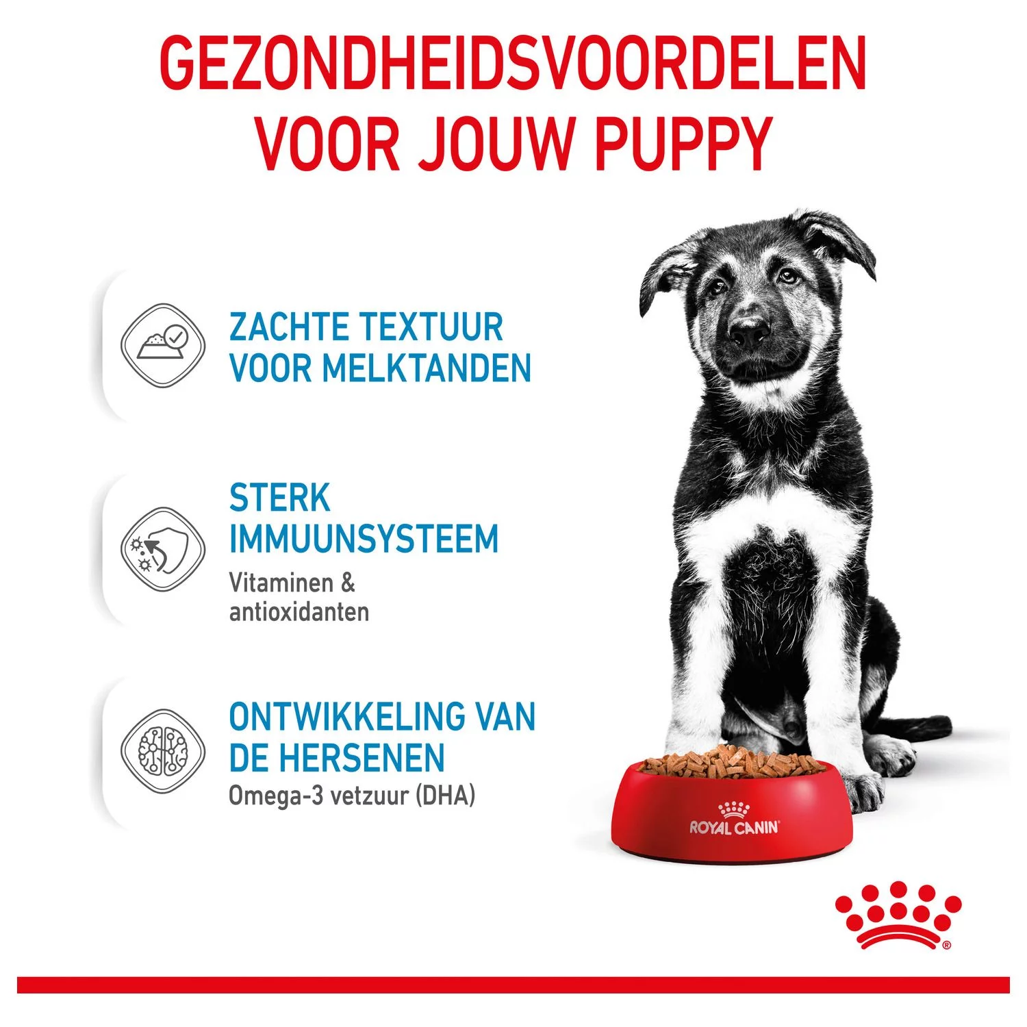Royal Canin Maxi Natvoer - Puppy-Hondenvoer - 10x140 G 4 Royal Canin Maxi Natvoer - Puppy-Hondenvoer - 10x140 G - Afbeelding 4
