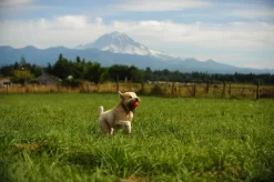 Chuckit! Chuckit Ultra Ball - Hondenspeelgoed - Ø10 Cm Oranje Blauw Xxl -Dierbenodigdheden-Honden 7293 342688 3