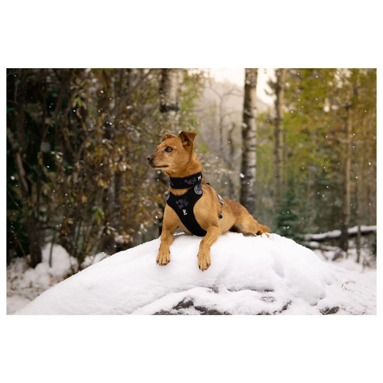 Hurtta Harnas Weekend Warrior Zwart - Hondenharnas 2 Hurtta Harnas Weekend Warrior Zwart - Hondenharnas - Afbeelding 2