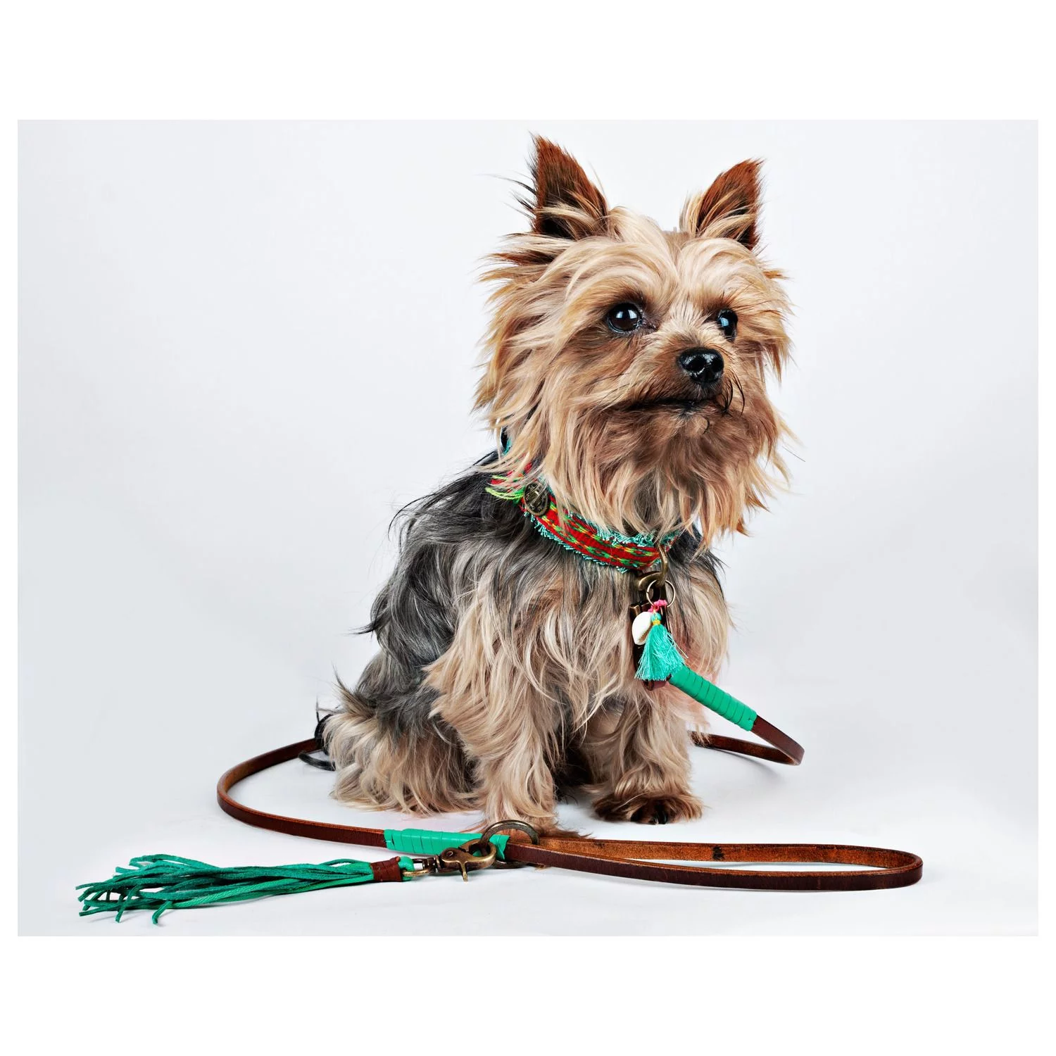 Dwam Puppy Looplijn Billy - Hondenriem - 135x0.7 Cm Bruin Turquoise Xs 3 Dwam Puppy Looplijn Billy - Hondenriem - 135x0.7 Cm Bruin Turquoise Xs - Afbeelding 3