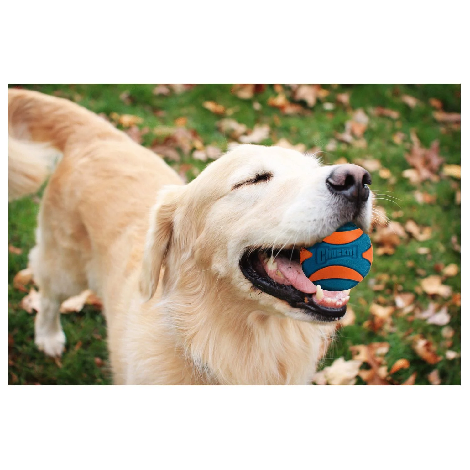 Chuckit! Chuckit Ultra Squeaker Ball - Hondenspeelgoed - Ø7.6 Cm Blauw Oranje L 2 Chuckit! Chuckit Ultra Squeaker Ball - Hondenspeelgoed - Ø7.6 Cm Blauw Oranje L - Afbeelding 2