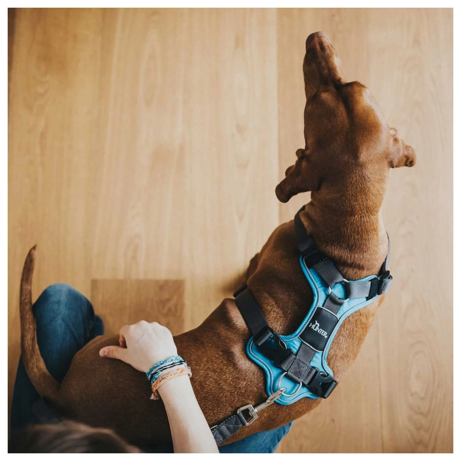 Hunter Harnas Divo Blauw&Grijs - Hondentuig 7 Hunter Harnas Divo Blauw&Grijs - Hondentuig - Afbeelding 7