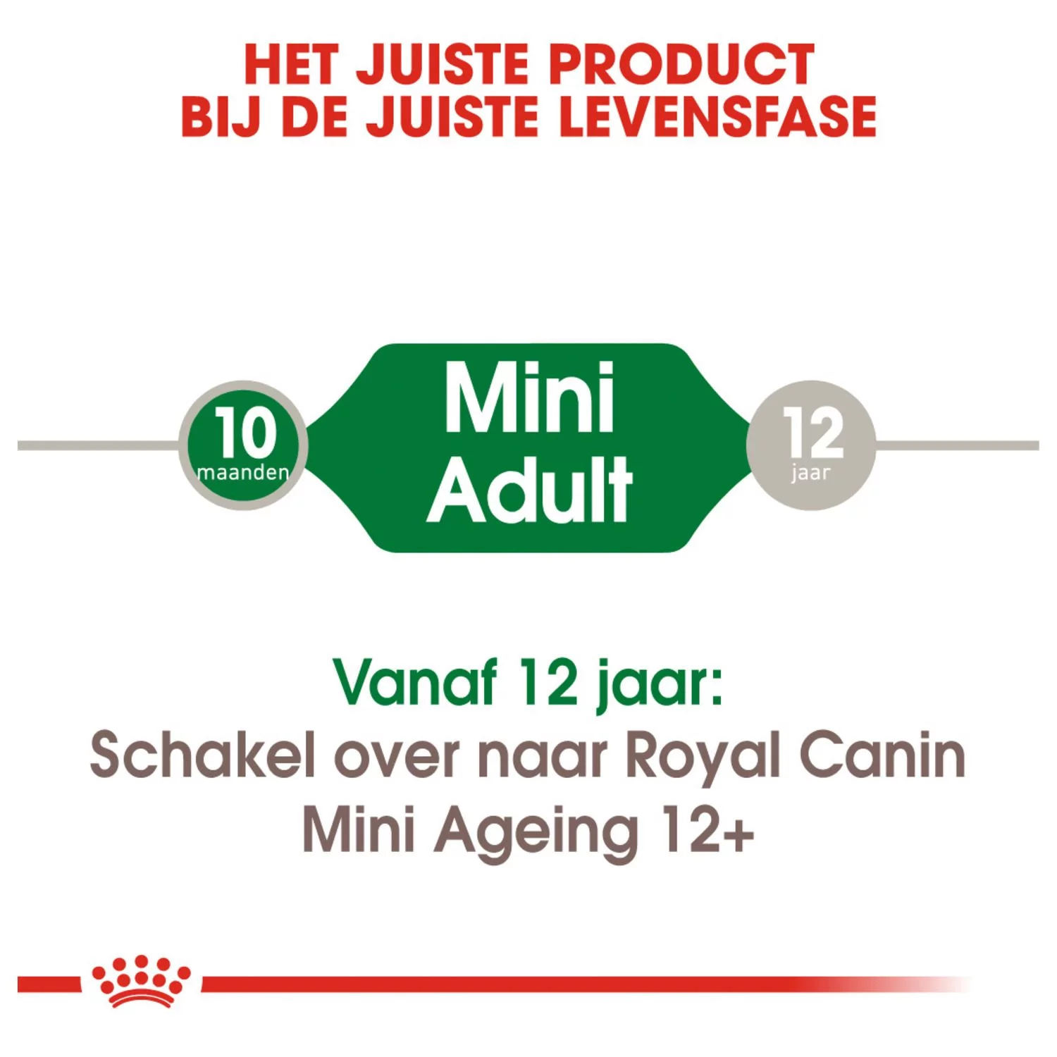 Royal Canin Mini Adult Natvoer - Hondenvoer - 12x85 G 2 Royal Canin Mini Adult Natvoer - Hondenvoer - 12x85 G - Afbeelding 2