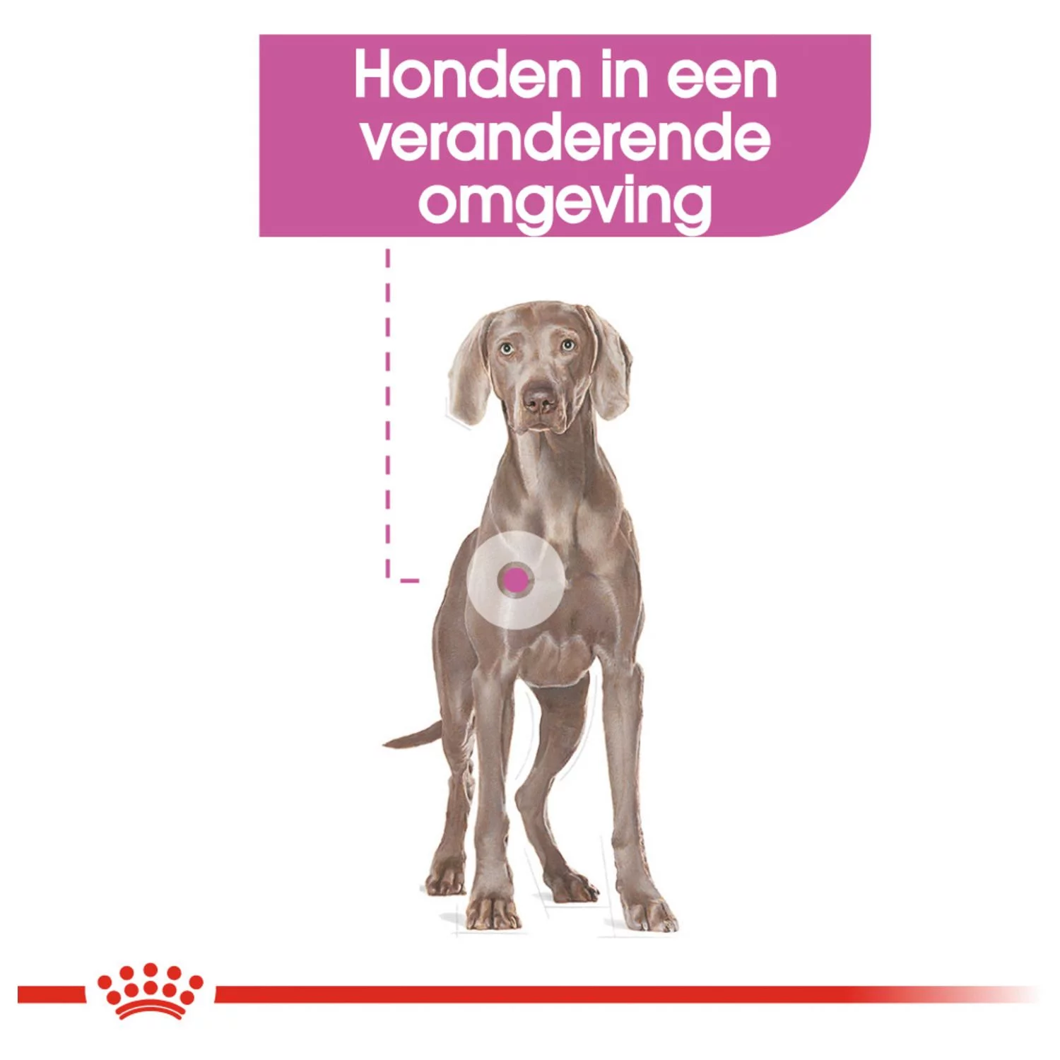 Royal Canin Relax Care Maxi - Hondenvoer 2 Royal Canin Relax Care Maxi - Hondenvoer - Afbeelding 2